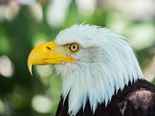 Obraz premium Bald eagle perched outdoors in natural habitat on a sunny day