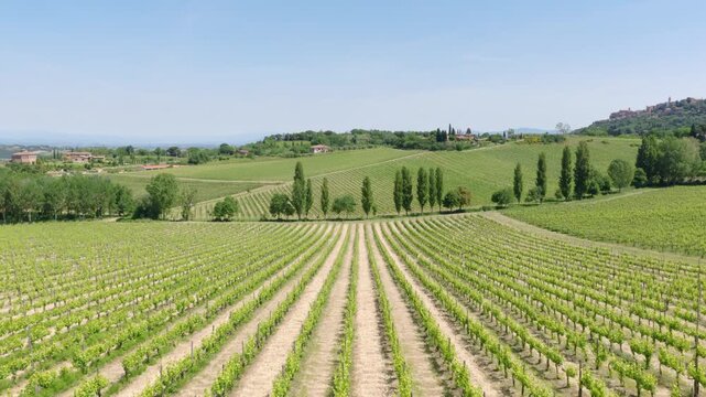 Vineyard Rows and Rolling Hills in Tuscany, Italy