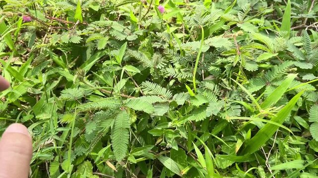 Hand touching sensitive mimosa plant leaves making them close