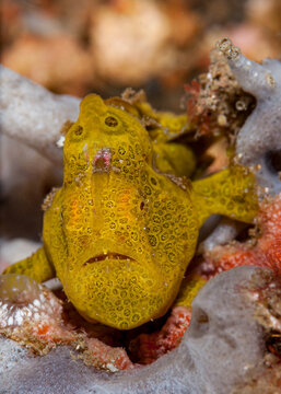 Painted frogfish Antennarius pictus camouflaged on Lembeh Strait reef