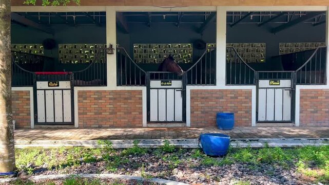 Horse looking left and right from inside its stable