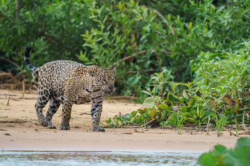 Jaguar (Panthera onca) in the wild © Daniel Jara