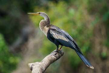 Obraz premium Anhinga (Anhinga anhinga)