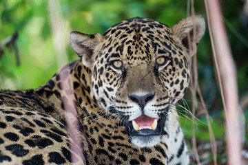 Jaguar (Panthera onca) in the wild © Daniel Jara