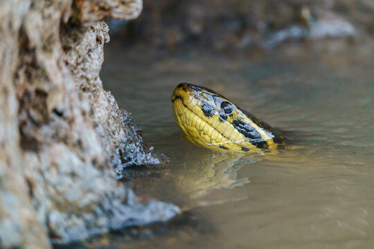Yellow Anaconda (Eunectes notaeus)
