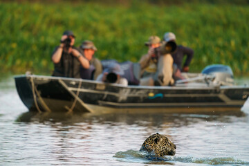 Photography Pantanal Safari to see Jaguars © Daniel Jara