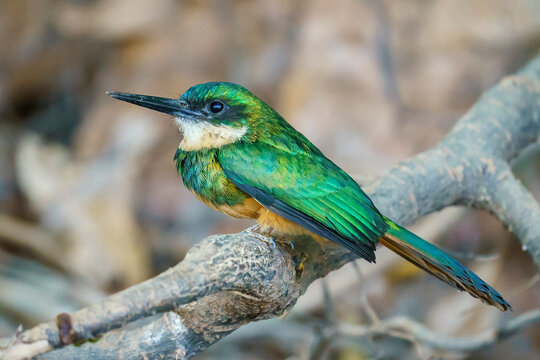 Rufous-tailed jacamar (Galbula ruficauda)