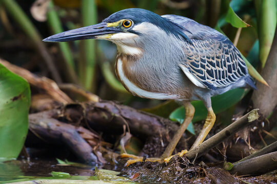 Striated Heron (Butorides striata)
