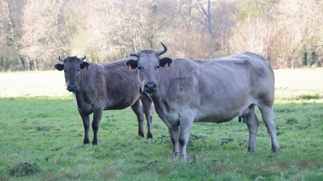 Cow and calf grazing in galicia pasture