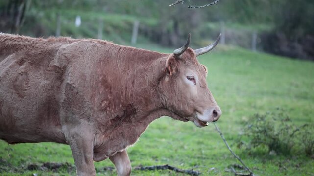 Cow and calf grazing in galicia pasture