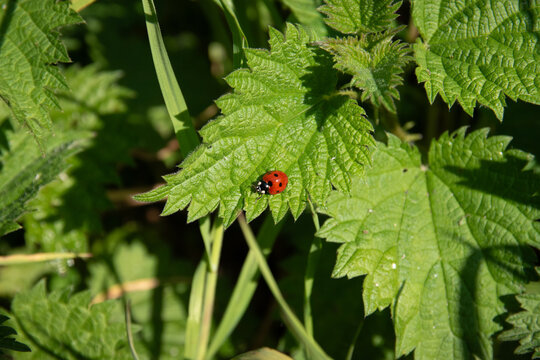 Coccinelle sur une feuille d'ortie au soleil, format paysage
