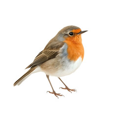 Fototapeta premium European robin stands against a white background in a stock illustration