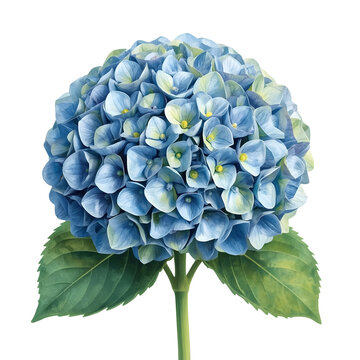 Elegant blue hydrangea flower with a stem and leaves on a white background