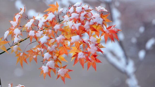 雪景色。紅葉に積もる雪。秋から冬への移ろい。長野。