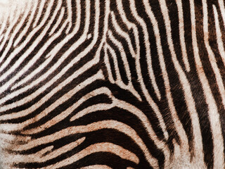 Obraz premium Stripes of a zebra show pattern in natural setting