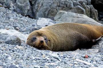 Naklejka premium Fur seal lying on rocks near tidal pool