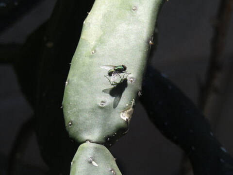 Fly on cactus leaf