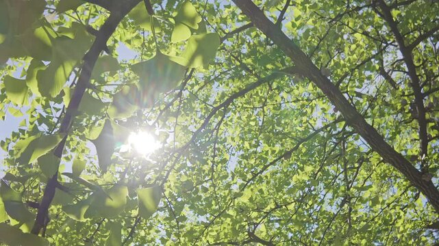 Moving up toward the crown through the foliage of the Maidenhair Tree, Ginkgo biloba in the blue sky background on a sunny spring day, backlit from sun with sunglare on the lens