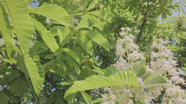 Camera moves down between the branches of a flowering Horse Chestnut, Aesculus hippocastanum swaying in the wind, sunlight filtering through dense foliage and flowers, backlit by the sun, close-up