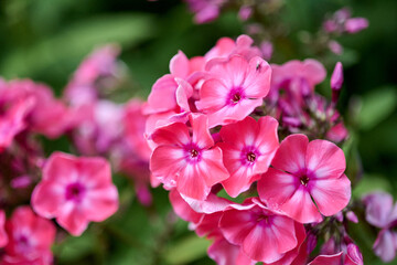 Obraz premium Close-up of vibrant pink phlox paniculata flowers in natural garden setting