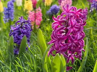 Hyacinth pink and purple flowers in the spring garden.
