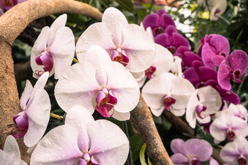 Pink orchid flowers with water drops in soft sunlight