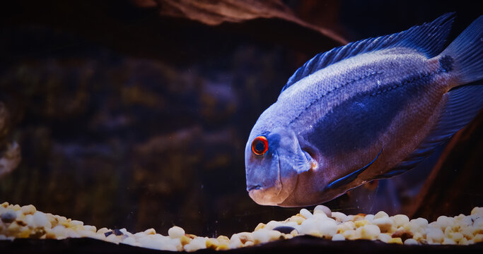 Uaru Fish Searches For Food On Bottom With Pebbles, side view. Blue Fish Uaru Swimming In Aquarium. Uaru Cichlid Or Uaru Amphiacanthoides, Triangle Cichlid. Native To The Fast-moving Waters Of The