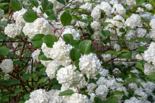 Viburnum plicatum Japan-Schneeball Detail Bl&uuml;te