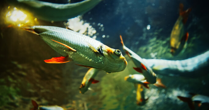 Silver Prochilodus Side View. Prochilodontidae Or Flannel-mouthed Characins. Silver Prochilodus And Pirapitinga Swim In Ocean Aquarium. Piaractus Brachypomus Also Known As The Red-bellied Pacu Or