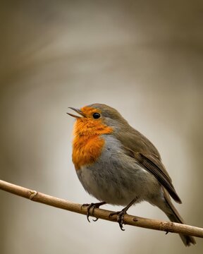 robin on a branch