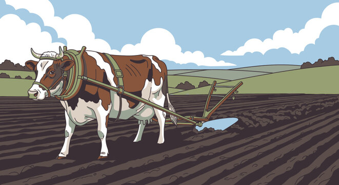 Brown and white cow plowing field 1.