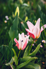 Primo piano di una mosca su un petalo di tulipano in un verde giardino fiorito di primavera  © chiara75