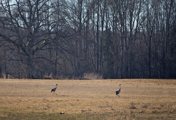 Two cranes walking across a dry grassy field with a backdrop of leafless trees on a quiet, overcast...