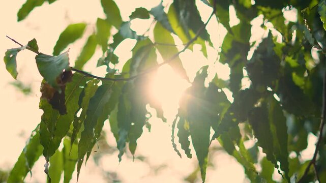 Sun rays filtering through the tree leaves in Delhi, India.