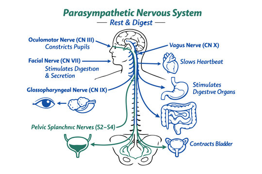 An educational diagram illustrating the anatomy and functions of the parasympathetic nervous system Vector