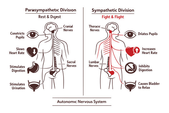 Educational diagram comparing the autonomic nervous system parasympathetic and sympathetic divisions Vector