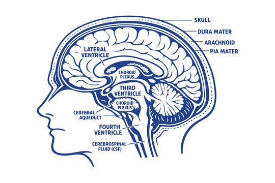 A detailed medical diagram showing the human brain ventricles and the protective meninges layers Vector