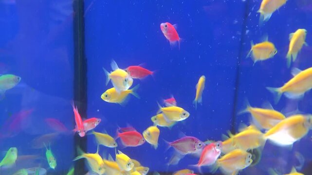 Aquarium fish at the Vietnamese bazaar. pecillii, scalaria, neon and others