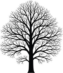 Obraz premium Silhouette of deciduous tree without leaves, vector illustration of nature and branching structure, flat vector illustration