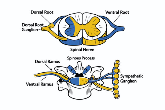 Anatomical illustration showing the cross section of a human spinal cord and spinal nerve roots Vector