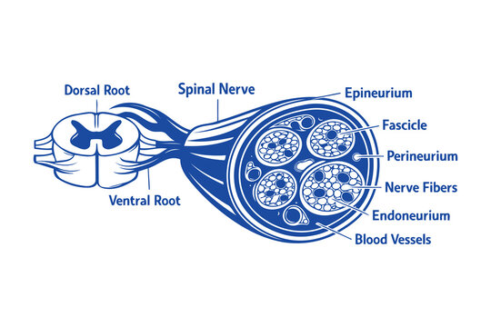 Anatomical diagram illustrating the structure of a spinal nerve and its connection to the spine Vector