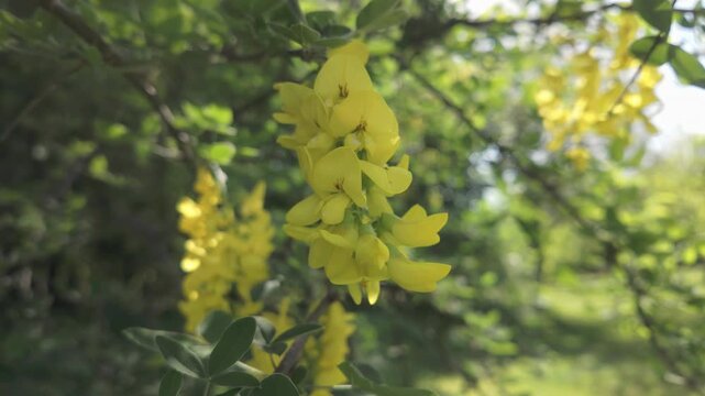 Close-up of cluster with yellow flowers of Laburnum tree swaying in the spring breeze 