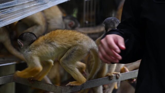 Black-capped squirrel monkeys eating seeds together