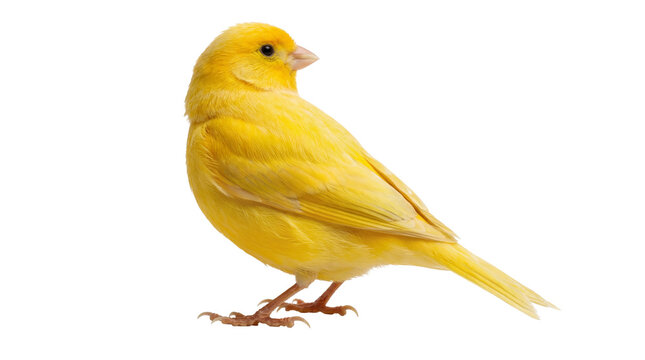 Adorable bright yellow canary, Serinus canaria domestica, perched gracefully, isolated on a transparent background.