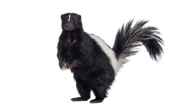 Dynamic photograph of a striped skunk standing on its hind legs in side profile, isolated on a transparent background.