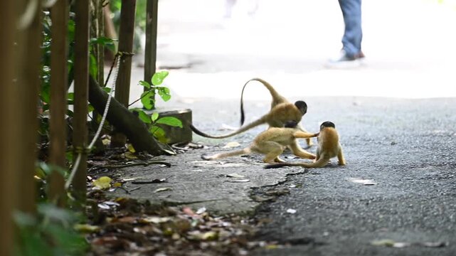 Playful squirrel monkeys wrestling on a path