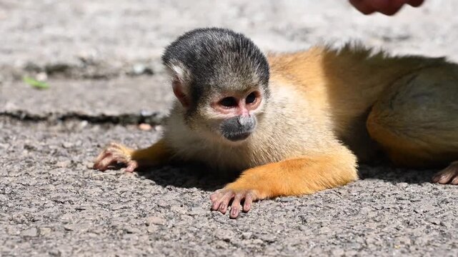 Human hand petting a small squirrel monkey lying on the ground