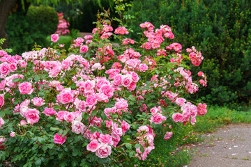 Fototapeta premium Bush of delicate pink roses in full bloom growing in summer garden. Romantic floral background with natural light, decorative flowers and green foliage. Spring and nature, gardening, plant breeding.