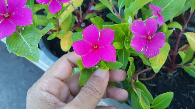 Symbol of Love, Gardener Holding and Taking Care Beautiful Pink Catharanthus Roseus, Madagascar Periwinkle, Rose Periwinkle or Teresita Flowers.
