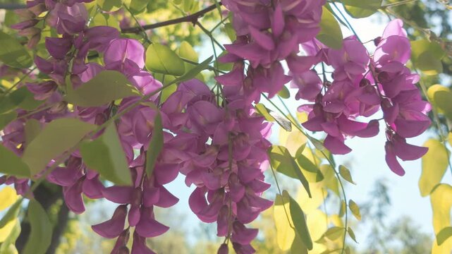 View from below of inflorescences with pink flowers of Rose Acacia or Bristly locust, Robinia hispida swaying in the wind on a sunny spring day, close-up